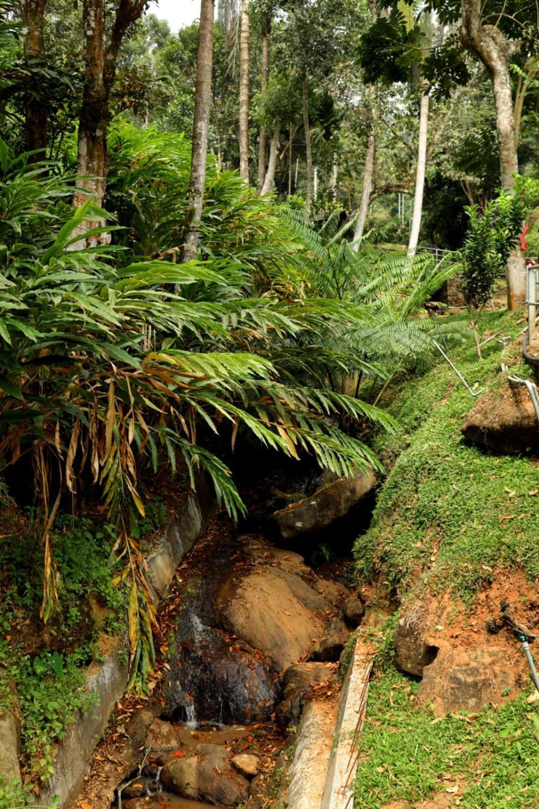 Garden Of Eden-Thottam Munnar-Hiking And Camping Anachal Bagian luar foto
